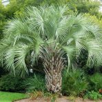 Butia hlavatá (Butia Capitata) - výška 120-150 cm, kont. C40L (-10°C)